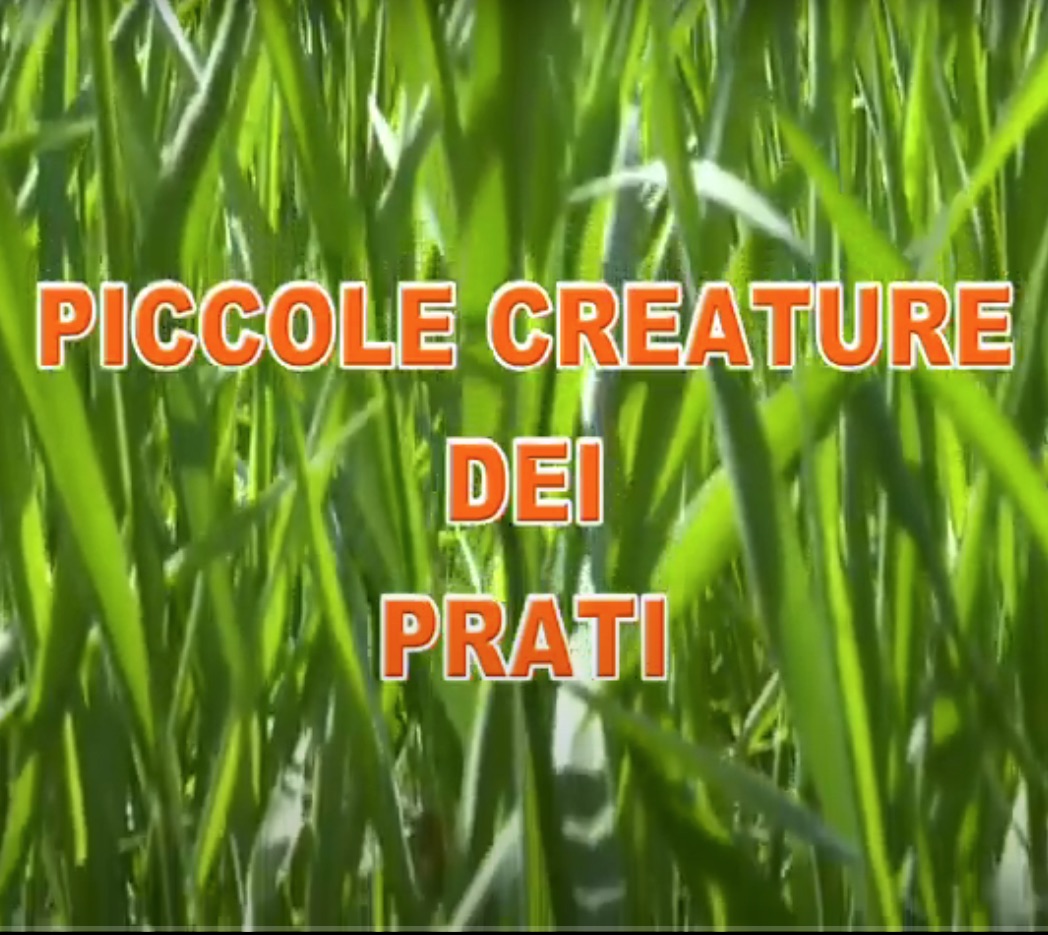 Piccole Creature dei Prati